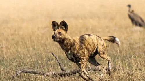 African Adventure: Safari in the Okavango Bild 1