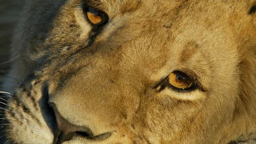 Big Cat Odyssey Bild 4