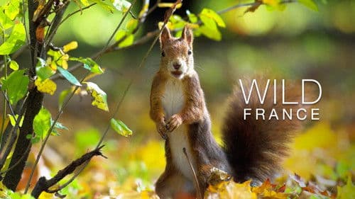 Wildes Frankreich Bild 4