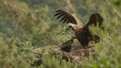 Le Temps des vautours Bild 1