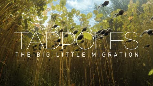 Tadpoles: The Big Little Migration Bild 1