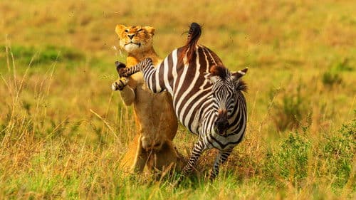 Brotherhood of Lions Bild 3