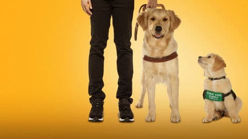 Hundeleben – Vom Welpen zum Blindenhund Bild 1