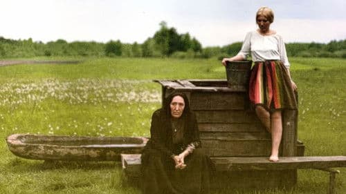 Das Birkenwäldchen Bild 6