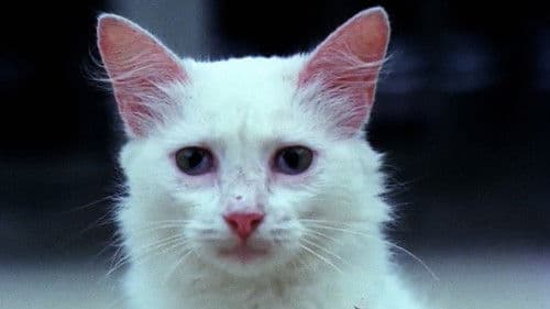 Os Sete Gatinhos Bild 6