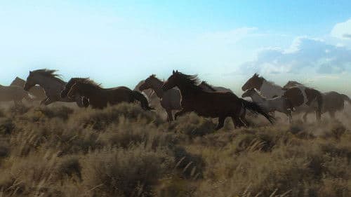 Wild Mustang Bild 7