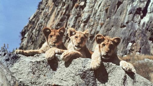 Drei Strolche in der Wildnis Bild 3