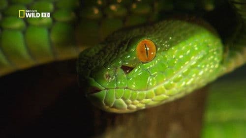 Venom Islands Bild 1