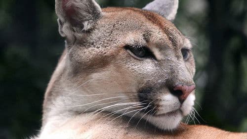 Der unsichtbare Puma - Ein Besucher in Frankreichs Wäldern? Bild 4