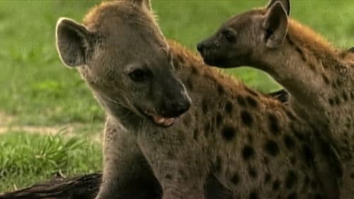 Löwe vs. Hyäne: Ewige Feinde Bild 2