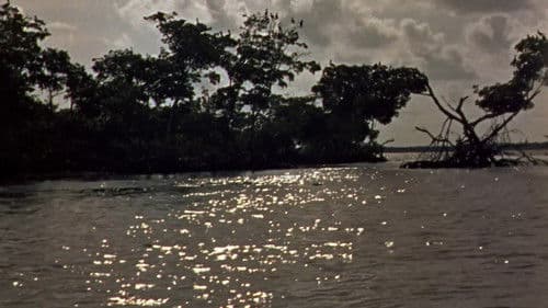 Sumpf unter den Füßen Bild 6