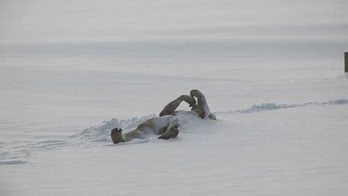 The Last Winter Bild 4