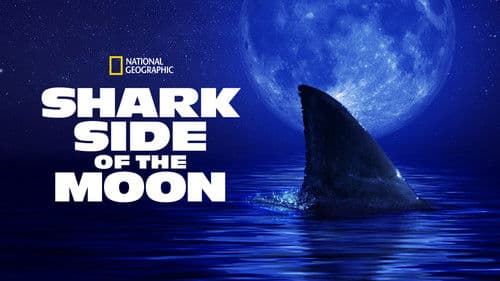 Shark Side of the Moon Bild 5