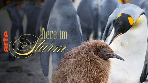 Tiere im Sturm Bild 8