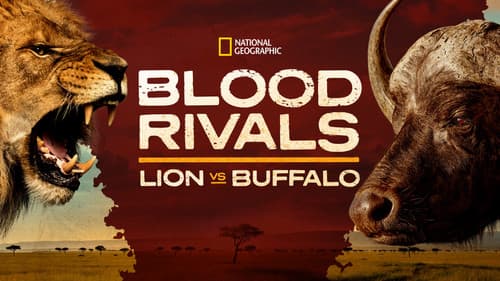 Blood Rivals: Lion vs Buffalo Bild 3
