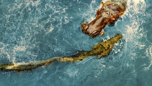 Hippo vs. Kroko Bild 3