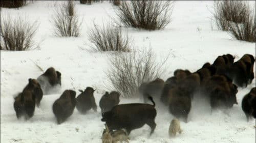 Life In The Snow Bild 6