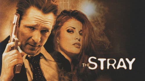 The Stray - Der Racheengel Bild 3