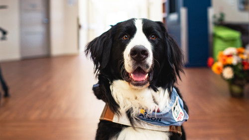 Les diplômés Mira Bild 1