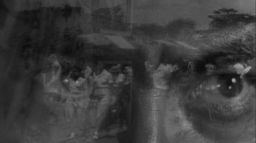 Ein streunender Hund Bild 7