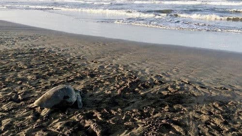 La vie secrète d'un nid de tortues marines Bild 1