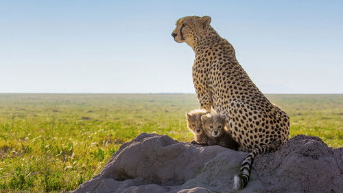 Geparde hautnah mit Bertie Gregory Bild 4