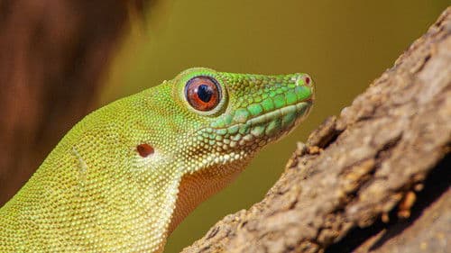 Madagascar's Weirdest Bild 7