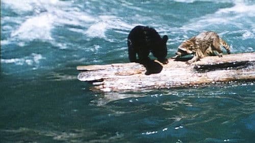 Die Geschichte Zweier Tiere Bild 2