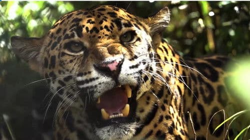 Expedition Artenschutz - Auf der Spur des Jaguars Bild 1