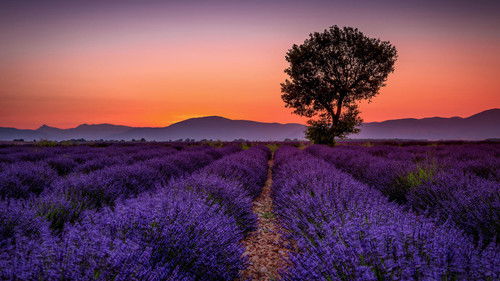 Les Lavandes et le Réséda Bild 1