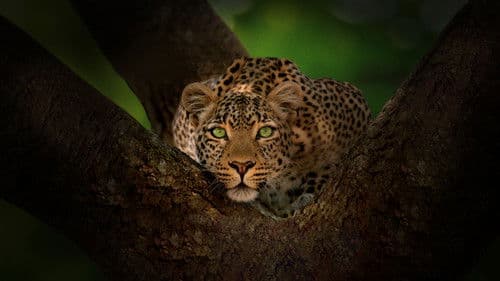 Der Leopard mit den Jade-Augen Bild 2
