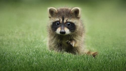 Das geheime Leben der Tiere Bild 2