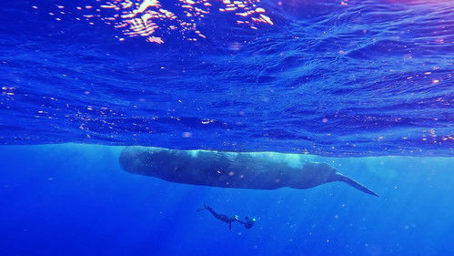 고래와 나 Bild 3