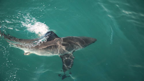 Hai frisst Hai Bild 2