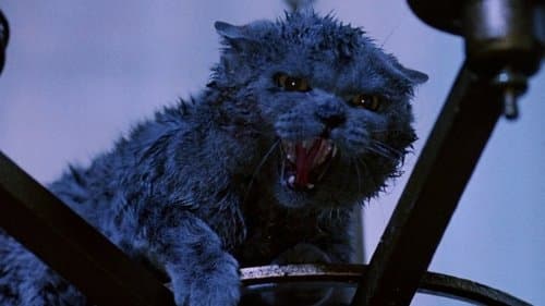 Strays - Blutige Krallen Bild 1