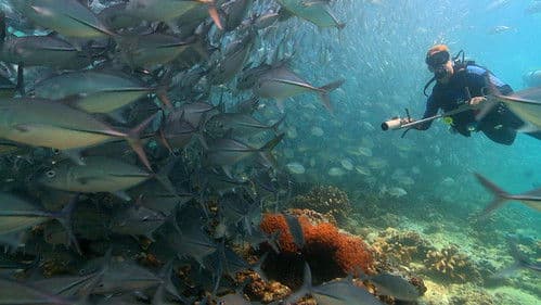 Coral Triangle Bild 1