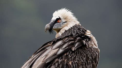 The Sanctuary：Survival Stories of the Alps Bild 2