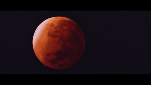 The Five Fingers of a Dog Bild 8