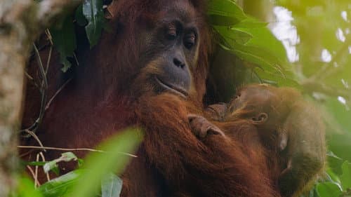 Orangutan Bild 3