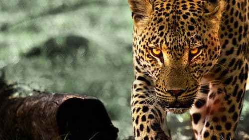 Leben mit Leoparden Bild 2