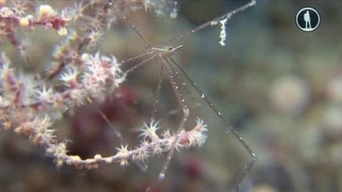 The Secret World of Crustaceans Bild 1