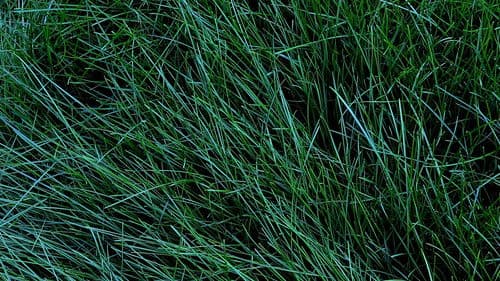 Denomination: Sorrow Bild 3