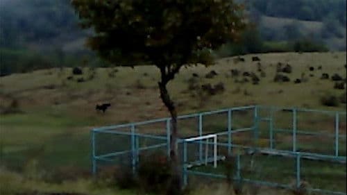 ხმელი ფოთოლი Bild 3