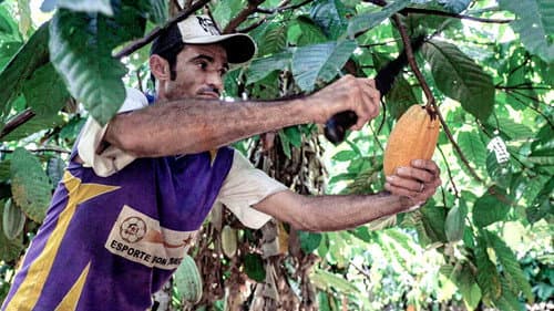 Du Chocolat Pour Sauver l'Amazonie Bild 1