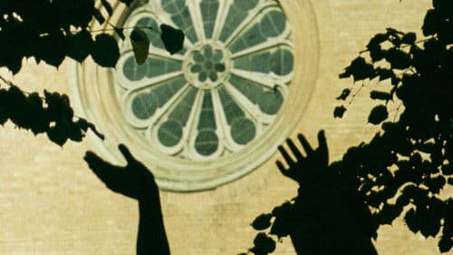 The Sparrow Dream Bild 1