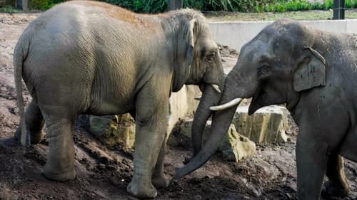 Het Echte Leven in de ZOO Bild 2