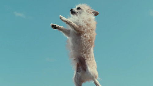 Was Hunde denken Bild 4