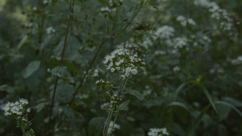 Para atrapar el viento Bild 4