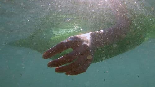 Depredadores sobre el mar Bild 1