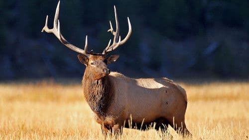 Yellowstone Nationalpark Bild 5